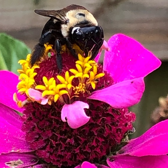 Meet your Posher, Stacey - Picture 2 of 2